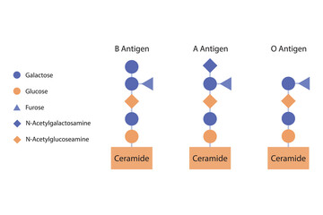 Diagram of O, A and B antigens on a ceramide - blood type determining oligosaccharide orange and purple Scientific vector illustration.