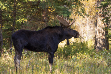 Shiras Moose Bull During the Rut in Autumn in Wyoming