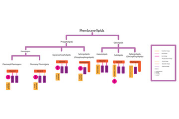 Diagram showing classification of lipids - storage lipids, membrane lipids - phospholipid, glycolipid, sulfolipid, etc, including chemical linkages. Orange and pink scientific vector illustration.