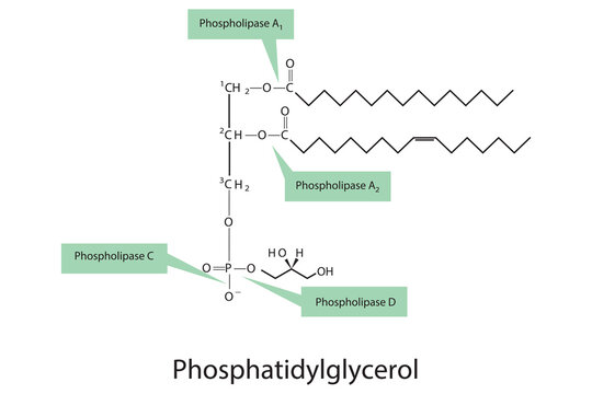 Diphosphatidylglycerol Structure