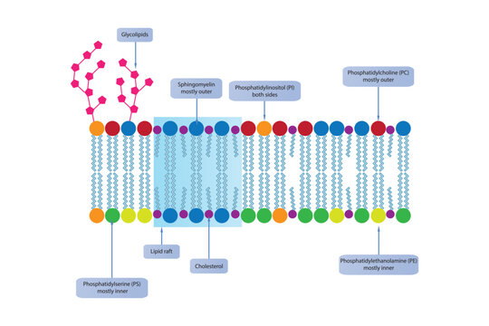 Diagrams showing schematic structure of cytoplasmatic membrane, including phospholipids (PE, PC, PS, sphingomyelin) glycolipids, cholesterol, lipid raft. Colorful scientific vector illustration.