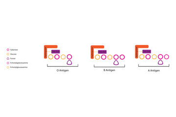 Diagram of O, A and B antigens on a ceramide - blood type determining oligosaccharide pink and orange Scientific vector illustration.