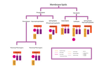 Diagram showing classification of lipids - storage lipids, membrane lipids - phospholipid, glycolipid, sulfolipid, etc, including chemical linkages. Orange and pink scientific vector illustration.