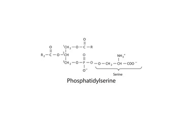 Molecular schematic structure of Phosphatidylserine. White Scientific vector illustration.