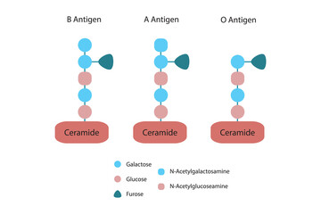 Diagram of O, A and B antigens on a ceramide - blood type determining oligosaccharide blue and red Scientific vector illustration.