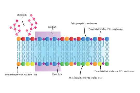 Diagrams showing schematic structure of cytoplasmatic membrane, including phospholipids (PE, PC, PS, sphingomyelin) glycolipids, cholesterol, lipid raft. Colorful scientific vector illustration.