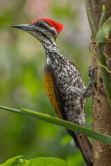 The common flameback (Dinopium javanense), also referred to as the common goldenback