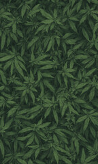 Fototapeta na wymiar Cannabis wallpaper in green covering the entire frame