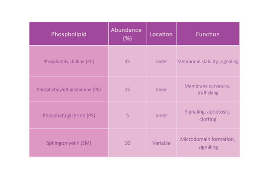 Table showing Phospholipids types, membrane abundance and location and function - including PC, PE, PS, SM.  Purple scientific vector illustration.