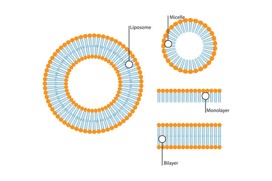 Diagram showing phospholipid structures - Liposome, micelle, monolayer and bilayer - non polar tails and polar heads. Blue scientific vector illustration.