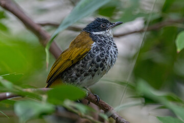 The scaly-breasted bulbul (Ixodia squamata) is a species of songbird in the bulbul family. It is found from the Malay Peninsula to Borneo