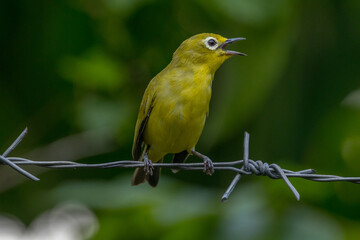 The Javan white-eye (Zosterops flavus) is a bird species in the family Zosteropidae that occurs in Java and Borneo