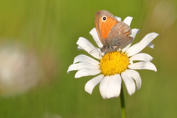 Coenonympha pamphilus butterfly sitting on a white flower.