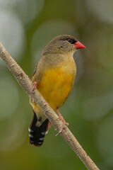 The red avadavat (Amandava amandava), red munia or strawberry finch, is a sparrow-sized bird of the family Estrildidae