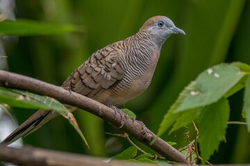The zebra dove (Geopelia striata), also known as the barred ground dove, or barred dove, is a species of bird of the dove family, Columbidae