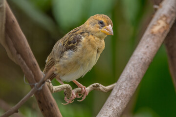 The streaked weaver (Ploceus manyar) is a species of weaver bird found in South Asia and South-east Asia