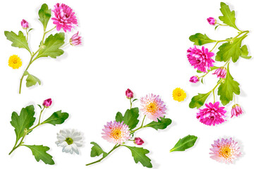 floral frame chrysanthemum. Beautiful flowers composition. flowers on white background. Valentines Day, Easter. Flat lay, top view, copy space.