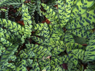 Patterned leaves of Calathea lancifolia (Rattlesnake Plant)