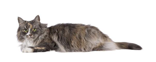 Impressive fluffy tortie cat, laying down side ways. Looking straight to camera with green eyes....