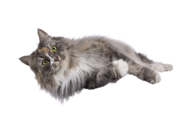 Impressive fluffy tortie cat, laying down side ways on an edge. Looking straight to camera with green eyes and cute head tilt. Isolated cutout on a transparent background.