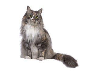 Impressive fluffy tortie cat, sitting up on edge facing front. Looking straight to camera with green eyes. Isolated cutout on a transparent background.