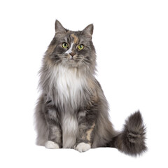 Impressive fluffy tortie cat, sitting up on edge facing front. Looking straight to camera with green eyes. Isolated cutout on a transparent background.