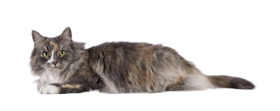 Impressive fluffy tortie cat, laying down side ways. Looking straight to camera with green eyes. Isolated cutout on a transparent background. - Powered by Adobe