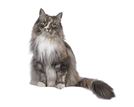 Impressive fluffy tortie cat, sitting up on edge facing front. Looking straight to camera with green eyes. Isolated cutout on a transparent background.