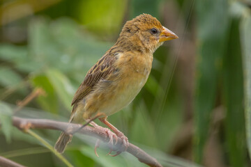 The streaked weaver (Ploceus manyar) is a species of weaver bird found in South Asia and South-east...