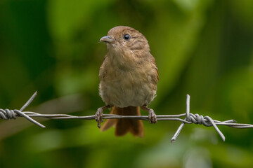 The Javan fulvetta (Alcippe pyrrhoptera) is a species of bird in the family Alcippeidae. It is endemic to Indonesia