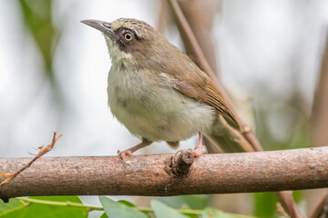 Obraz premium The thick-billed heleia (Heleia crassirostris), also known as the Flores white-eye, is a species of bird in the family Zosteropidae