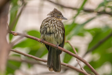 The cream-striped bulbul (Ixos leucogrammicus) is a species of songbird in the bulbul family, Pycnonotidae. It is endemic to western Sumatra (Indonesia)