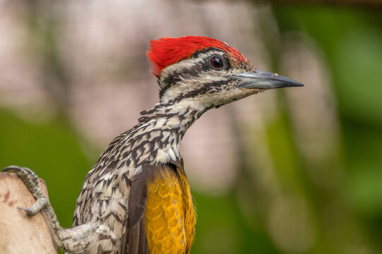 The common flameback (Dinopium javanense), also referred to as the common goldenback
