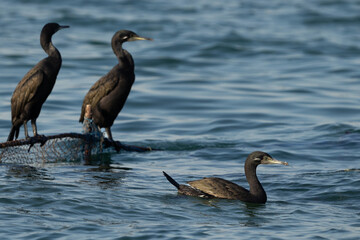 Socotra cormorant near fishing net at Busaiteen coast, Bahrain