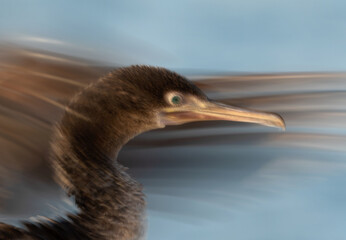 Socotra cormorant drying its wings at Busaiteen coast, Bahrain, A motion blur image.