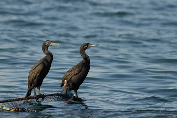 Socotra cormorants in breeding plumage perched on fishing net at Busaiteen coast, Bahrain