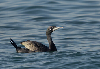 Socotra cormorant in breeding plumage at Busaiteen coast of Bahrain