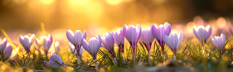 Foto op Plexiglas crocus flowers in sunset banner, copy space © andreac77