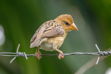 The streaked weaver (Ploceus manyar) is a species of weaver bird found in South Asia and South-east...