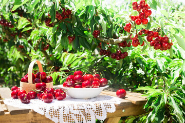 Still life with cherries in a white vase