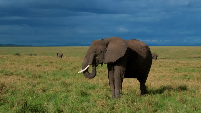 Giantic Male elephant during mating season Wildlife African Savannah