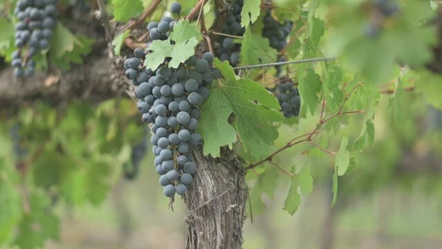Racimo de uvas tintas colgando cerca de tronco y rodeado de hojas verdes desenfocadas