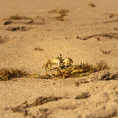 Fototapeta na wymiar Petit crabe jaune sur la plage, les gros yeux noir du crabe