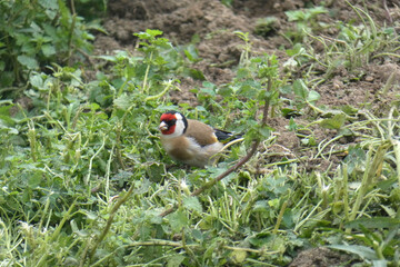 Cardellino