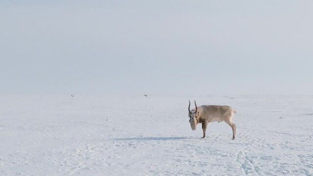 Saiga in winter during the rut. A male of Saiga antelope or Saiga tatarica walk in snow - covered steppe in winter. Antelope migration. Walking with wild animals, slow motion video