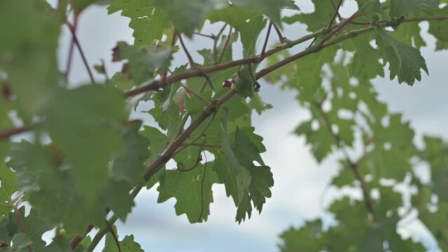 Toma contrapicada de hojas de vid con cielo desenfocado de fondo