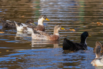 Lake Serenity: Ducks Gracefully Swimming