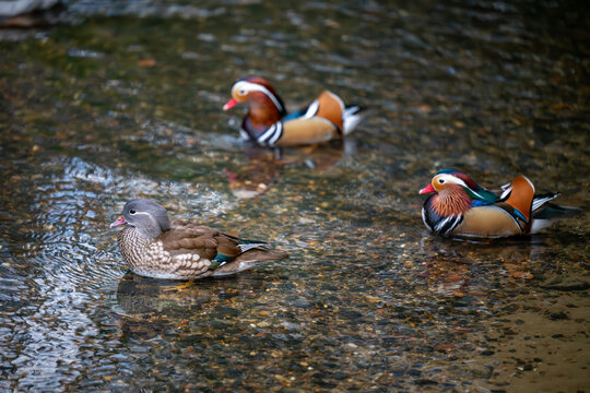 Three mandarin ducks swimming on a lake. A female with two colorful males behind. Mandarin duck (Aix galericulata) in Kelsey Park, Beckenham, Kent, UK. The mandarin is a species of wood duck.