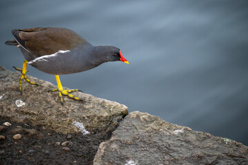 Moorhen walking to the right beside a lake. Common moorhen (Gallinula chloropus) in Kelsey Park,...