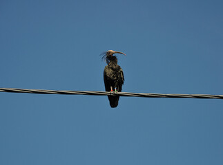Waldrappe sitzend auf Stromleitung in Grünau im Almtal